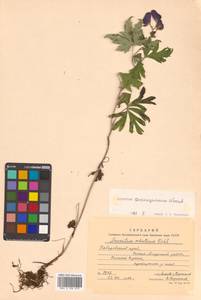 Aconitum consanguineum Vorosch., Siberia, Russian Far East (S6) (Russia)