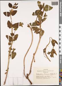 Nepeta lophanthus (L.) Fisch. ex Loew, Siberia, Altai & Sayany Mountains (S2) (Russia)