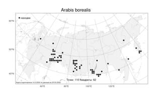 Arabis sagittata var. borealis (Andrz. ex Ledeb.) A. L. Ebel, Atlas of the Russian Flora (FLORUS) (Russia)