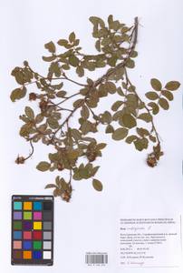Rosa rubiginosa L., Eastern Europe, Lower Volga region (E9) (Russia)