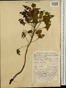 Physochlaina physaloides (L.) G. Don, Mongolia (MONG) (Mongolia)