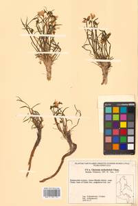 Claytonia acutifolia Pall. ex Willd., Siberia, Russian Far East (S6) (Russia)