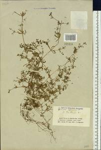 Galium spurium subsp. spurium, Siberia, Altai & Sayany Mountains (S2) (Russia)