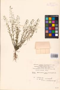 Thesium ramosum Hayne, Eastern Europe, South Ukrainian region (E12) (Ukraine)