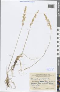 Calamagrostis pseudophragmites (Haller f.) Koeler, South Asia, South Asia (Asia outside ex-Soviet states and Mongolia) (ASIA) (China)