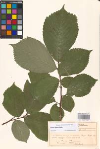 Ulmus glabra, Eastern Europe, Moscow region (E4a) (Russia)