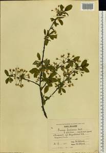 Prunus fruticosa Pall., Eastern Europe, Moldova (E13a) (Moldova)
