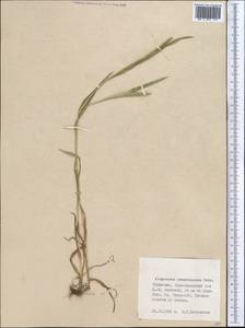 Alopecurus arundinaceus Poir., Middle Asia, Kopet Dag, Badkhyz, Small & Great Balkhan (M1) (Turkmenistan)