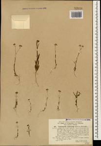Valerianella lasiocarpa (Steven) Betcke, Caucasus, Turkish Caucasus (NE Turkey) (K7) (Turkey)