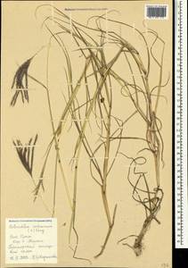 Bothriochloa ischaemum (L.) Keng, Crimea (KRYM) (Russia)