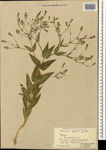 Gypsophila vaccaria (L.) Sm., Crimea (KRYM) (Russia)