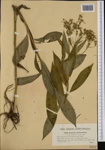 Senecio sarracenicus L., Western Europe (EUR) (Austria)