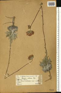 Jurinea cretacea Bunge, Eastern Europe, Lower Volga region (E9) (Russia)