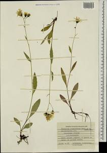 Hieracium cruentiferum (Norrl. & H. Lindb.) Brenner, Eastern Europe, Northern region (E1) (Russia)
