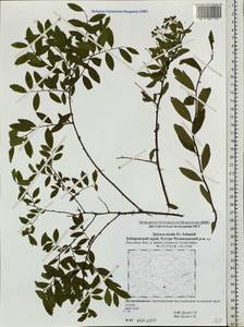 Spiraea media F. Schmidt, Siberia, Russian Far East (S6) (Russia)