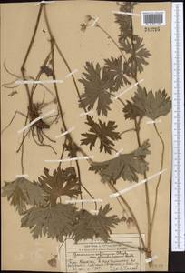 Geranium collinum Stephan ex Willd., Middle Asia, Western Tian Shan & Karatau (M3) (Kazakhstan)
