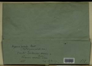 Hygrohypnum luridum (Hedw.) Jenn., Bryophytes, Bryophytes - Middle Russia (B6) (Russia)