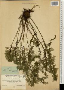 Artemisia chamaemelifolia Vill., Caucasus, Stavropol Krai, Karachay-Cherkessia & Kabardino-Balkaria (K1b) (Russia)