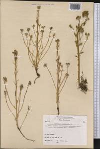 Cochlearia groenlandica L., America (AMER) (Greenland)