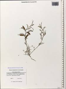 Vicia monantha subsp. monantha, Caucasus, Azerbaijan (K6) (Azerbaijan)