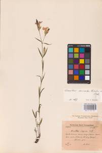 Dianthus chinensis L., Eastern Europe (no precise locality) (E0)