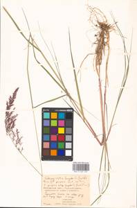 Calamagrostis purpurea (Trin.) Trin., Eastern Europe, Moscow region (E4a) (Russia)