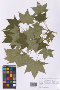Acer cappadocicum subsp. cappadocicum, Eastern Europe, Moscow region (E4a) (Russia)