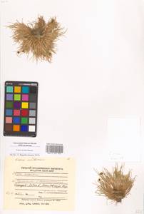 Carex ursina Dewey, Siberia, Chukotka & Kamchatka (S7) (Russia)