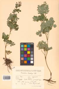 Thalictrum minus subsp. thunbergii (DC.) Vorosch., Siberia, Russian Far East (S6) (Russia)