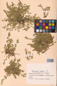 Herniaria glabra L., Eastern Europe, Western region (E3) (Russia)