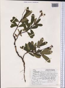 Chimaphila umbellata (L.) W. P. C. Barton, America (AMER) (United States)
