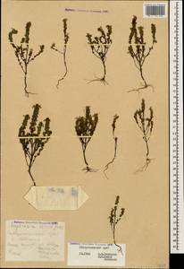 Euphrasia ossica Juz. ex Ganeschin, Caucasus, Stavropol Krai, Karachay-Cherkessia & Kabardino-Balkaria (K1b) (Russia)