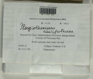 Plagiothecium cavifolium (Brid.) Z. Iwats., Bryophytes, Bryophytes - Russian Far East (excl. Chukotka & Kamchatka) (B20) (Russia)