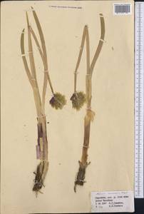 Allium semenovii Regel, Middle Asia, Northern & Central Tian Shan (M4) (Kyrgyzstan)