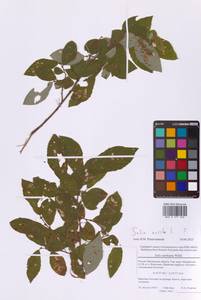 Salix aurita L., Eastern Europe, Moscow region (E4a) (Russia)