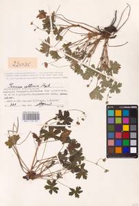 Geranium collinum Stephan ex Willd., Eastern Europe, Lower Volga region (E9) (Russia)