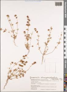 Petrosimonia brachiata (Pall.) Bunge, Eastern Europe, Eastern region (E10) (Russia)