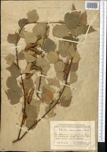 Betula pendula Roth, Middle Asia, Caspian Ustyurt & Northern Aralia (M8) (Kazakhstan)