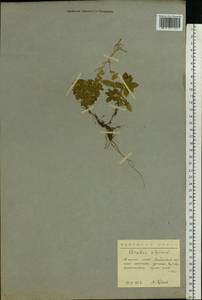 Arabis alpina L., Eastern Europe, Northern region (E1) (Russia)
