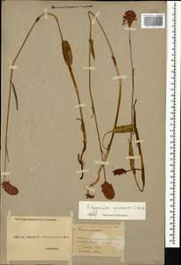 Bistorta carnea (K. Koch) Kom., Caucasus, Georgia (K4) (Georgia)
