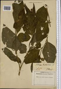 Atropa belladonna L., Western Europe (EUR) (Germany)