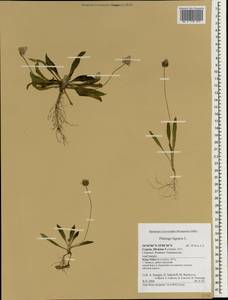 Plantago lagopus L., South Asia, South Asia (Asia outside ex-Soviet states and Mongolia) (ASIA) (Cyprus)