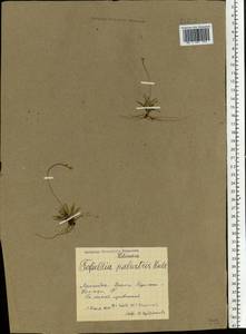 Tofieldia pusilla (Michx.) Pers., Eastern Europe, Northern region (E1) (Russia)