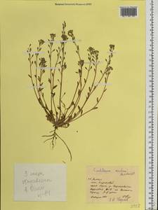 Cochlearia groenlandica L., Siberia, Western Siberia (S1) (Russia)