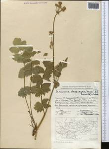 Semenovia dasycarpa (Regel & Schmalh.) Korovin ex Pimenov & V. N. Tikhom., Middle Asia, Pamir & Pamiro-Alai (M2) (Tajikistan)