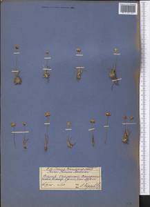 Juncus thomsonii Buchenau, Middle Asia, Pamir & Pamiro-Alai (M2) (Tajikistan)