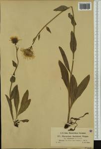 Hieracium dentatum subsp. villosiforme Nägeli & Peter, Western Europe (EUR) (Switzerland)