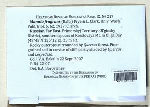 Mannia fragrans (Balb.) Frye & L. Clark, Bryophytes, Bryophytes - Russian Far East (excl. Chukotka & Kamchatka) (B20) (Russia)