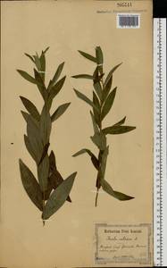 Pentanema salicinum subsp. salicinum, Eastern Europe, North Ukrainian region (E11) (Ukraine)