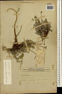 Astragalus dzhebrailicus Grossh., Caucasus, Azerbaijan (K6) (Azerbaijan)